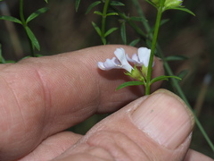 Westringia tenuicaulis