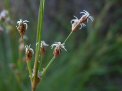 Fimbristylis castanea