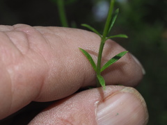 Westringia tenuicaulis