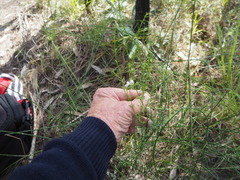 Westringia tenuicaulis