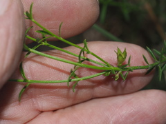 Westringia tenuicaulis