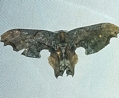 Calledapteryx dryopterata