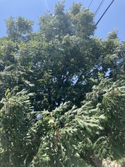 Quercus macrocarpa
