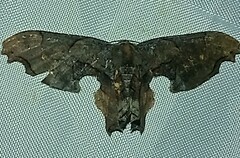 Calledapteryx dryopterata