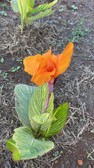 Canna generalis image