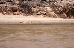 Crocodylus niloticus