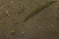 Whitmania laevis
