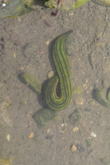 Whitmania laevis
