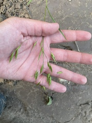 Bromus berteroanus