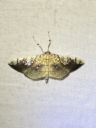 Basswood Leafroller Moth photo 4