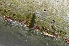 Whitmania laevis