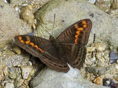 Adelpha levona