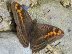 Adelpha levona
