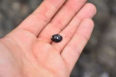 Acanthais brevidentata