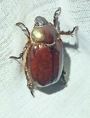 Viridimicus aurescens