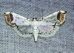Pycnarmon leucinodalis