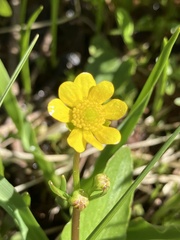 Ranunculus populago