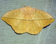 Lonomia electra