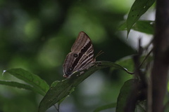 Amathusia ochraceofusca