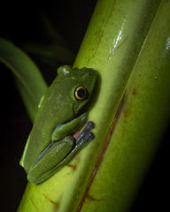 Agalychnis annae