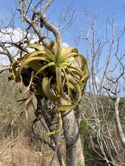 Tillandsia rothii