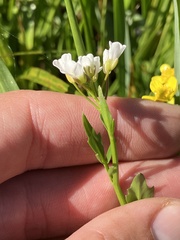 Cardamine breweri
