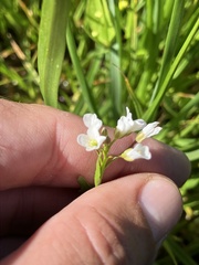 Cardamine breweri