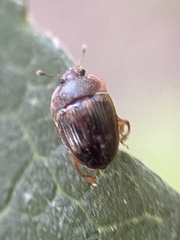 Stelidota geminata
