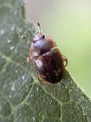 Stelidota geminata