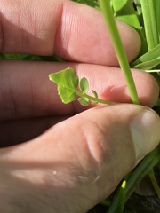 Cardamine breweri