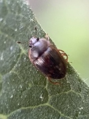Stelidota geminata
