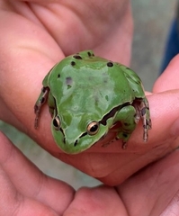 Hyla plicata