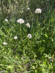 Valeriana occidentalis