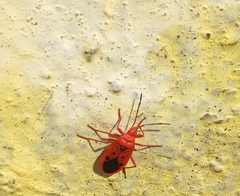 Probergrothius scutellaris