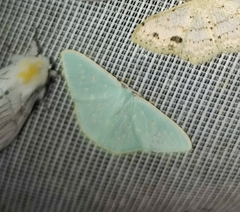 Comostola leucosticta