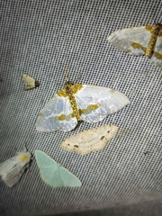 Comostola leucosticta