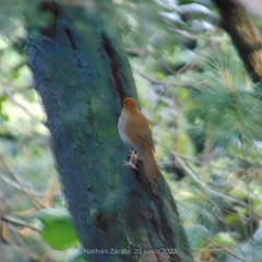 Catharus occidentalis