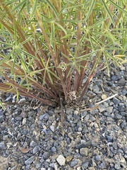 Lupinus argenteus argenteus