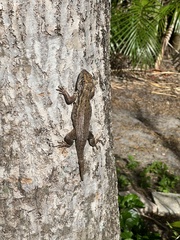 Leiocephalus carinatus