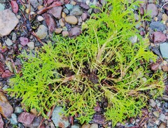 Artemisia sieversiana