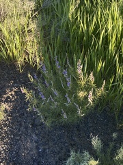 Lupinus argenteus argenteus