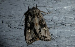 Ichneutica insignis