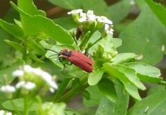 Lycus sanguinipennis