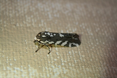 Arachnis zuni