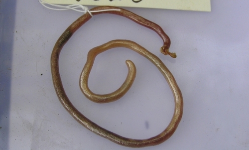 Photo of a Ethiopian Blind Snake (Letheobia somalica)