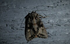 Ichneutica insignis
