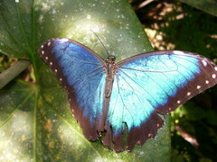 Morpho helenor peleides
