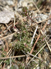 Polygonum polygaloides