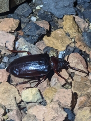 Prionus californicus