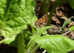 Epirrhoe plebeculata